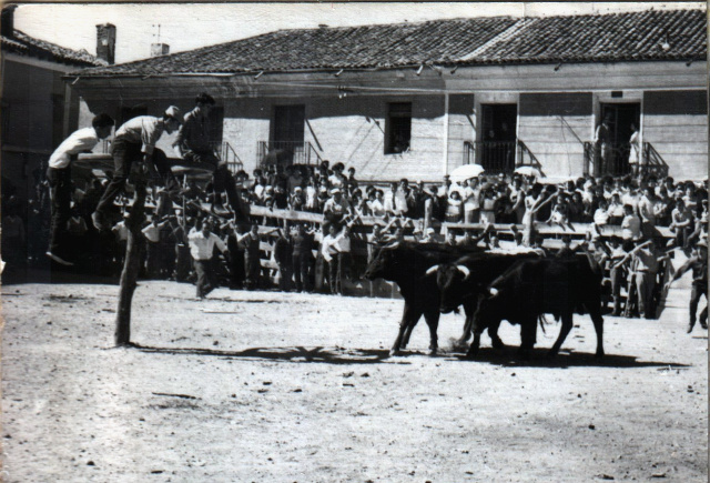 Vacas y rueda en Mayorga