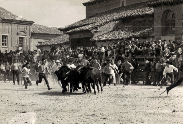 Foto de mayorganos arreando el ganado en las fiestas de Mayorga