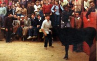 Mario Fernandez citando a la vaca en la plaza de toros de Mayorga