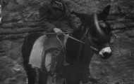 Foto de Ignacio Pascual con su burro en San Antón de Mayorga