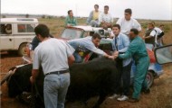 Foto del encierro a caballo de Mayorga en 1997