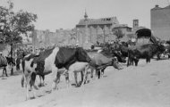 Feria Ganado en el Rollo de Mayorga