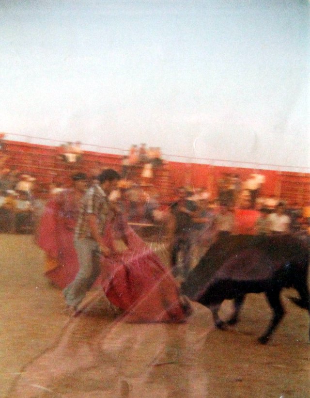 Fiestas de Mayorga Ignacio Pascual dando un pase con el capote a una vaca 1982