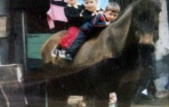 Primos en la mula 1980