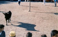 Vacas en la plaza de toros Mayorga 1990