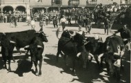 Ganado plaza toros Mayorga