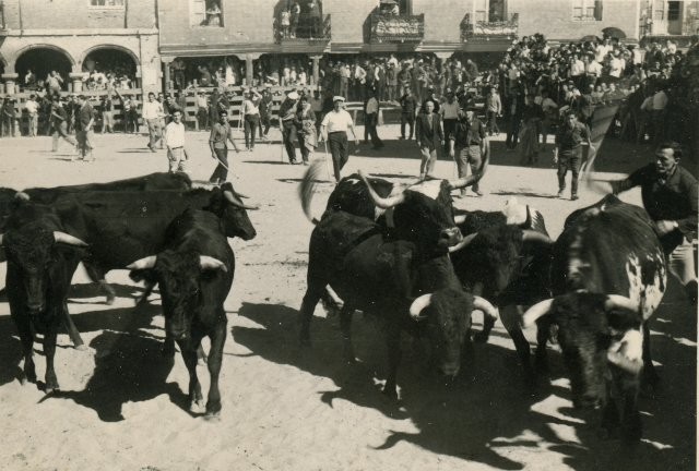 Ganado plaza toros Mayorga