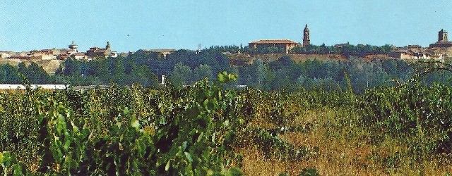 Panorámica de Mayorga desde un viñedo o majuelo